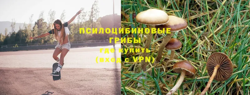 Псилоцибиновые грибы Psilocybe  цена наркотик  Прокопьевск 